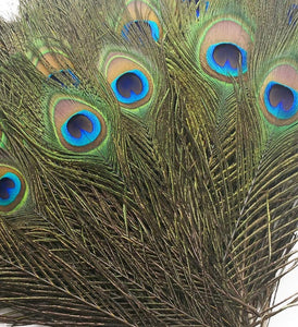 Peacock Eye Full Length Feathers