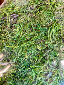 Dry Spanish Forest Moss