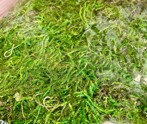 Dry Spanish Forest Moss